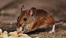 24 Hour & Emergency Exterminators in East Rutherford, NJ